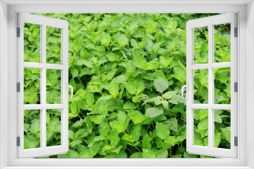 Fototapeta Naklejka Na Ścianę Okno 3D - Plant Background 2