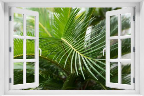 Fototapeta Naklejka Na Ścianę Okno 3D - green leaf natural background