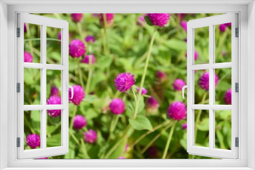 Fototapeta Naklejka Na Ścianę Okno 3D - Beautiful purple flowers or Globe Amaranth flower in garden