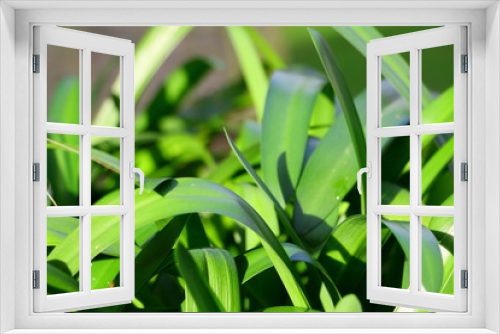 Fototapeta Naklejka Na Ścianę Okno 3D - plante verte dans un jardin