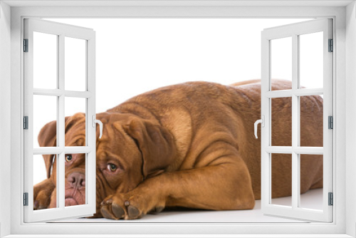 Fototapeta Naklejka Na Ścianę Okno 3D - sad looking dog