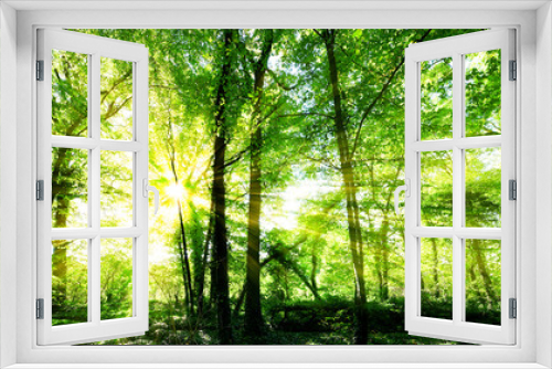 Fototapeta Naklejka Na Ścianę Okno 3D - Wald Panorama mit goldenen Sonnenschein