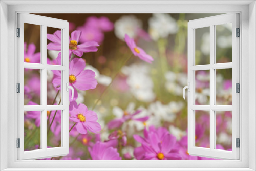 Fototapeta Naklejka Na Ścianę Okno 3D - Soft focus on pink cosmos in the garden. Filtered background