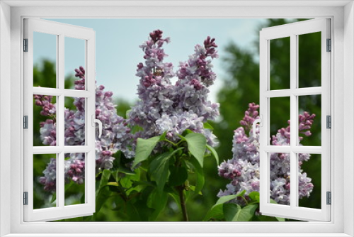 Fototapeta Naklejka Na Ścianę Okno 3D - Beautiful spring lilac flowers 