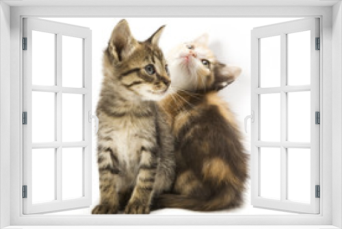 Fototapeta Naklejka Na Ścianę Okno 3D - Kittens on white background