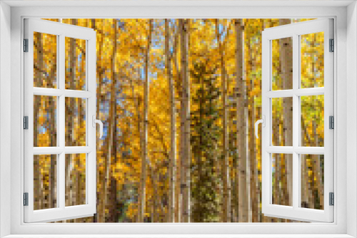 Fototapeta Naklejka Na Ścianę Okno 3D - Aspen Grove in Fall
