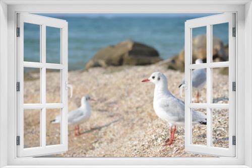 Fototapeta Naklejka Na Ścianę Okno 3D - White seagull walking on the shelly seashore