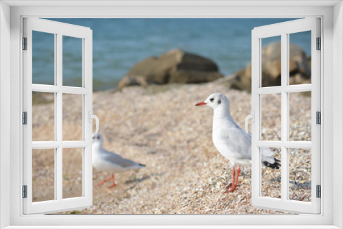 Fototapeta Naklejka Na Ścianę Okno 3D - White seagull walking on the shelly seashore