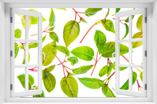 Fototapeta Naklejka Na Ścianę Okno 3D - green leaves of seedling fuchsia is isolated on white background