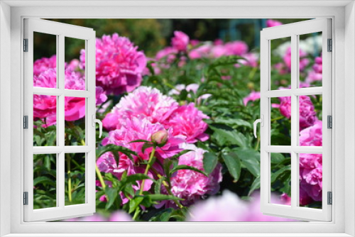 Fototapeta Naklejka Na Ścianę Okno 3D - Blooming pink peony flowers in the garden 