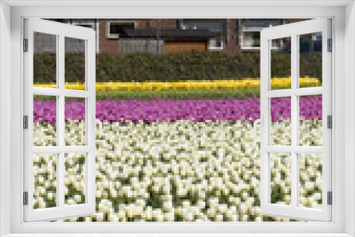 Fototapeta Naklejka Na Ścianę Okno 3D - Tulip Culture,  Netherlands