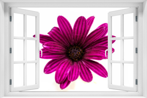 Fototapeta Naklejka Na Ścianę Okno 3D - Osteospermum Daisy or Cape Daisy Flower Flower