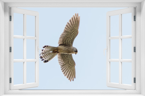 Fototapeta Naklejka Na Ścianę Okno 3D - Common Kestrel (Falco tinnunculus) in flight