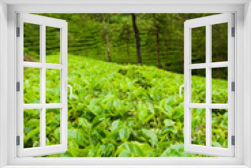 Fototapeta Naklejka Na Ścianę Okno 3D - Tea plantations munnar india
