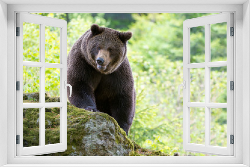 Fototapeta Naklejka Na Ścianę Okno 3D - Braunbär