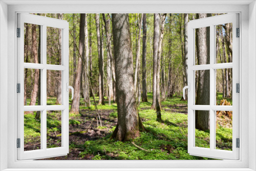 Fototapeta Naklejka Na Ścianę Okno 3D - Riparian stand of Bialowieza Forest in sun