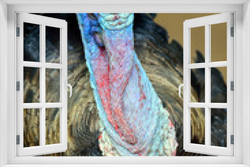 Fototapeta Naklejka Na Ścianę Okno 3D - Wild Turkey (Meleagris gallopavo)..