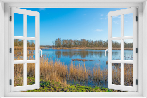 Fototapeta Naklejka Na Ścianę Okno 3D - Reed along the shore of a lake in winter