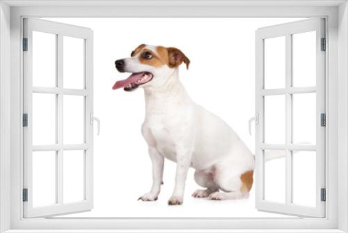 Fototapeta Naklejka Na Ścianę Okno 3D - happy jack russell terrier dog sitting on white