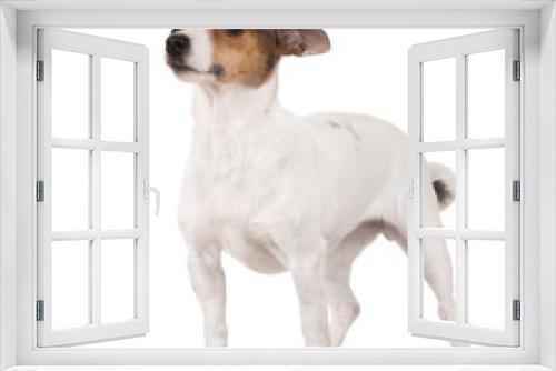 Fototapeta Naklejka Na Ścianę Okno 3D - jack russell terrier dog standing on white