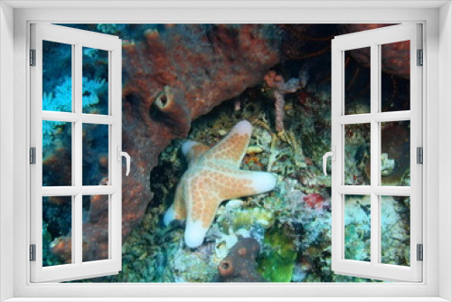 Fototapeta Naklejka Na Ścianę Okno 3D - Starfish, Island Bali