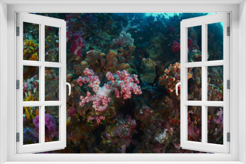 Fototapeta Naklejka Na Ścianę Okno 3D - soft coral with diver