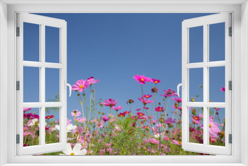 Fototapeta Naklejka Na Ścianę Okno 3D - cosmos flower field