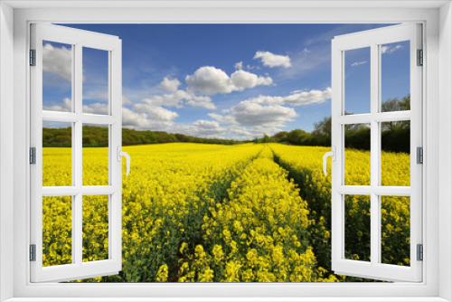 Fototapeta Naklejka Na Ścianę Okno 3D - A yellow rapeseed oil field under a blue sky.