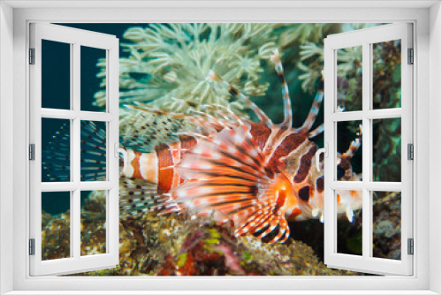 Fototapeta Naklejka Na Ścianę Okno 3D - Lion Fish