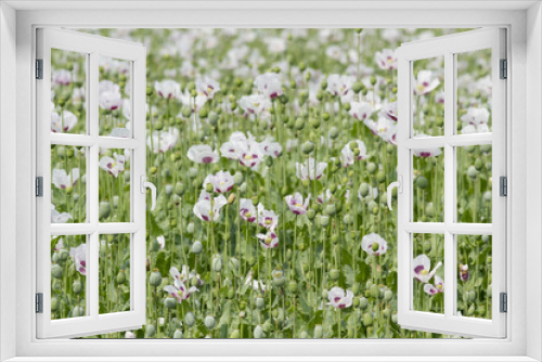Fototapeta Naklejka Na Ścianę Okno 3D - opium Poppy flower and green cocoons in field, summer