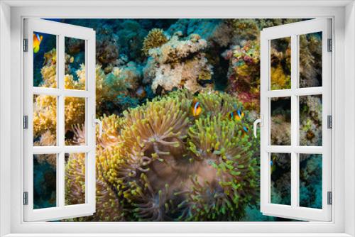 Fototapeta Naklejka Na Ścianę Okno 3D - Anemonefish