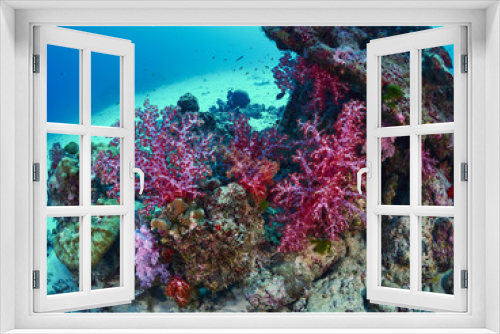 Fototapeta Naklejka Na Ścianę Okno 3D - diver wtih reef caral