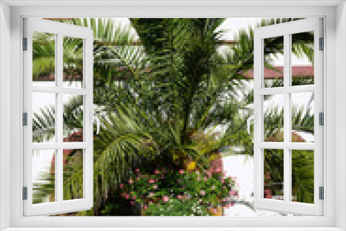 Fototapeta Naklejka Na Ścianę Okno 3D - Palm tree