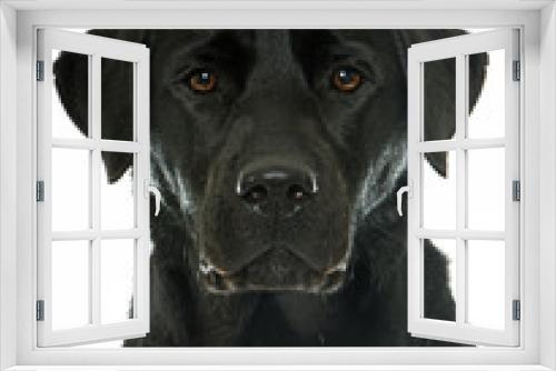 Fototapeta Naklejka Na Ścianę Okno 3D - female black labrador retriever