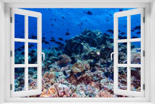 Fototapeta Naklejka Na Ścianę Okno 3D - Redtooth Triggerfish in Coral Reef
