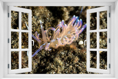 Fototapeta Naklejka Na Ścianę Okno 3D - Phyllodesmium opalescens Nudibranch, Sea Slug