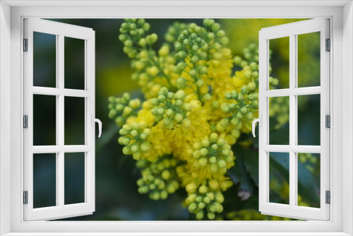 Fototapeta Naklejka Na Ścianę Okno 3D - mahonia aquifolium oregon grape