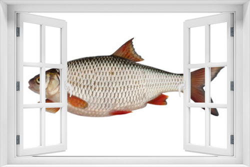 Fototapeta Naklejka Na Ścianę Okno 3D - roach on white background