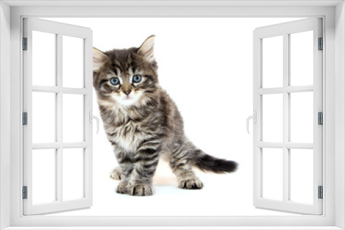 Fototapeta Naklejka Na Ścianę Okno 3D - Cute baby tabby kitten on white