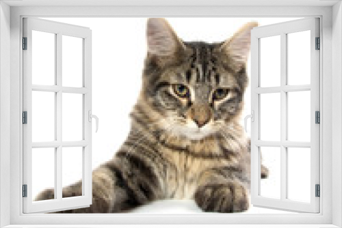 Fototapeta Naklejka Na Ścianę Okno 3D - cute tabby kitten on white